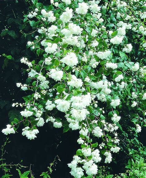 arbuste parfum blanc.